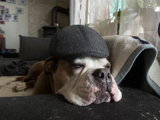 Almera unsere Old English Bulldog